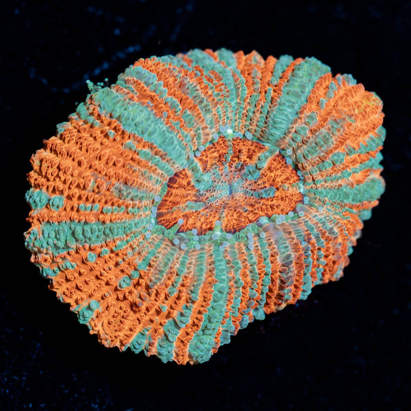 Tony the Tiger Asian Acan