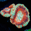 Calypso Asian Acan 