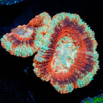 Calypso Asian Acan 