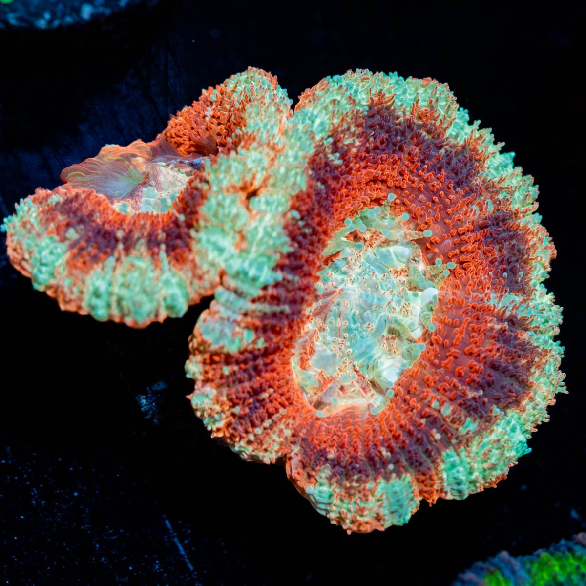 Calypso Asian Acan 
