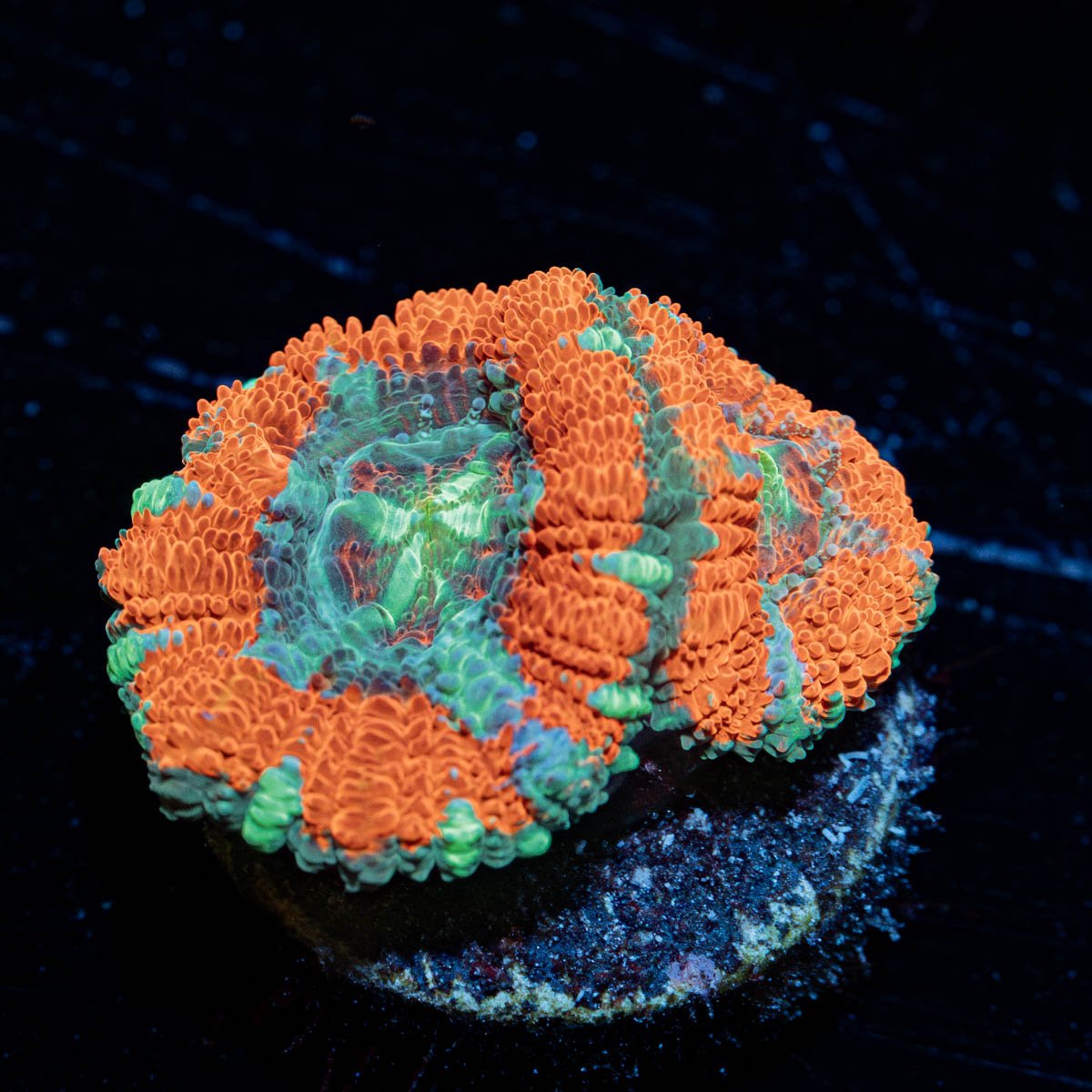 Captain Hook Asian Acan