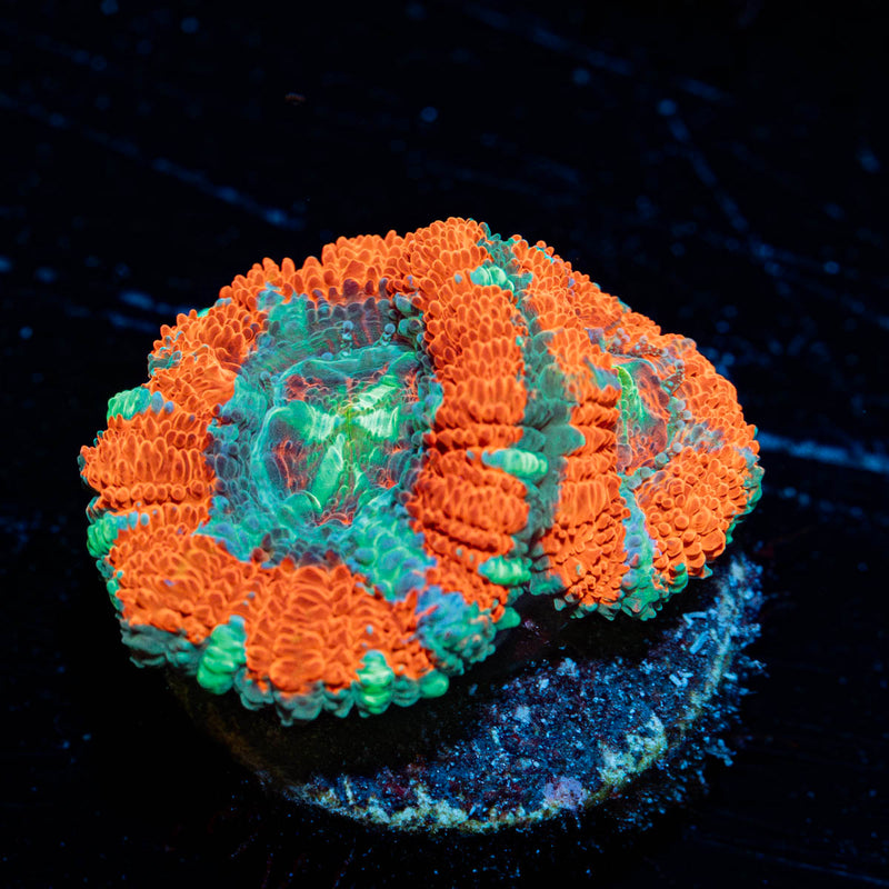 Captain Hook Asian Acan