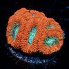 Red Bull Acan 