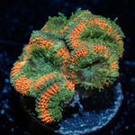 Miami Micromussa