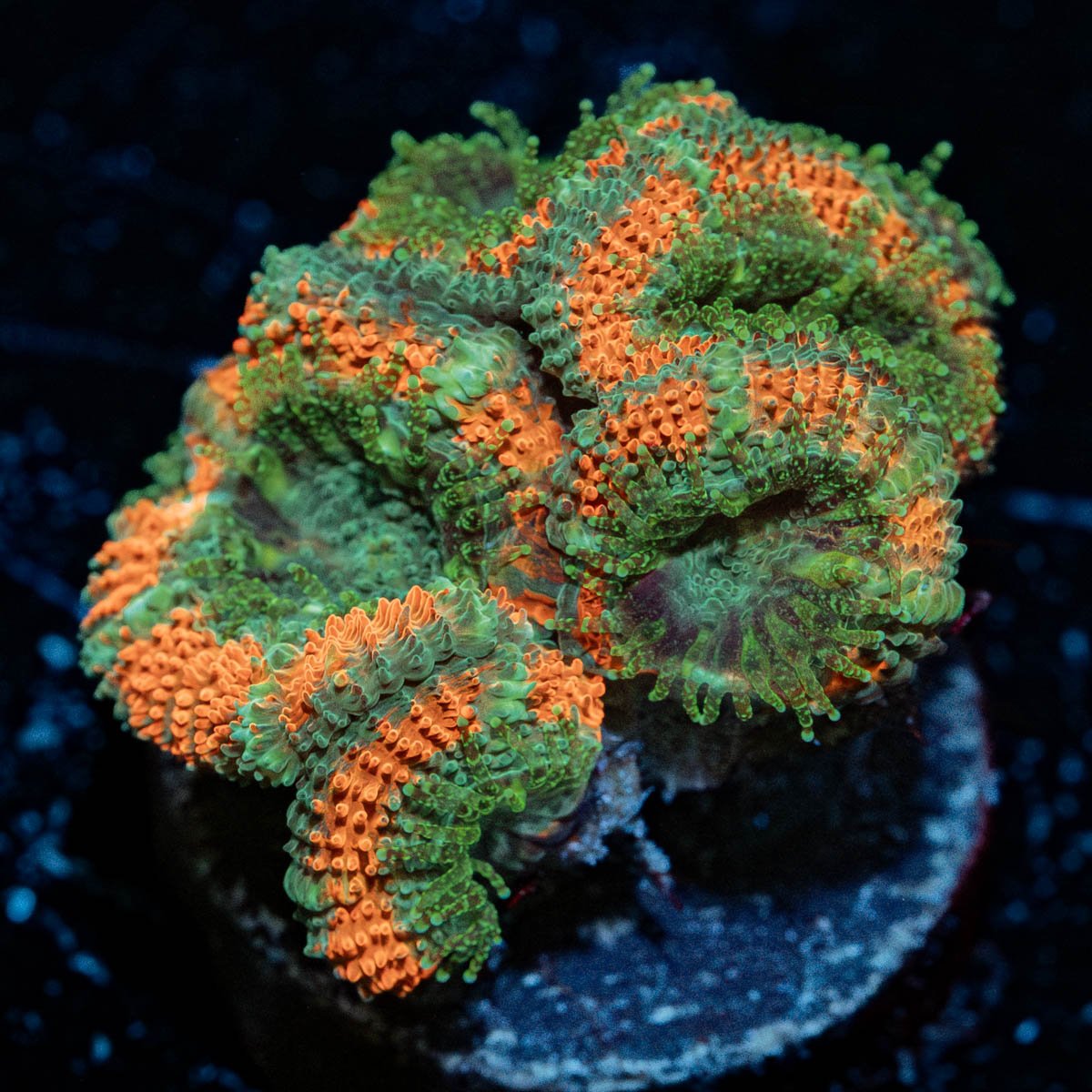Miami Micromussa