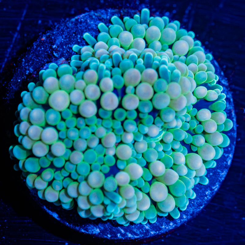 Multi Color Ricordia Mushroom