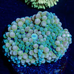 Multi Color Ricordia Mushroom