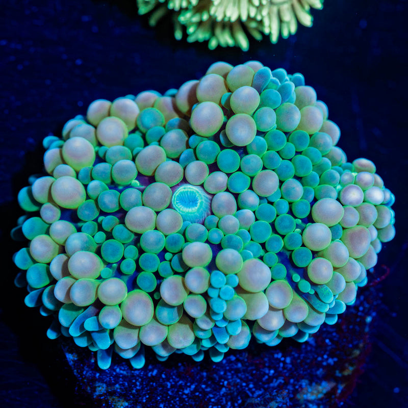 Multi Color Ricordia Mushroom