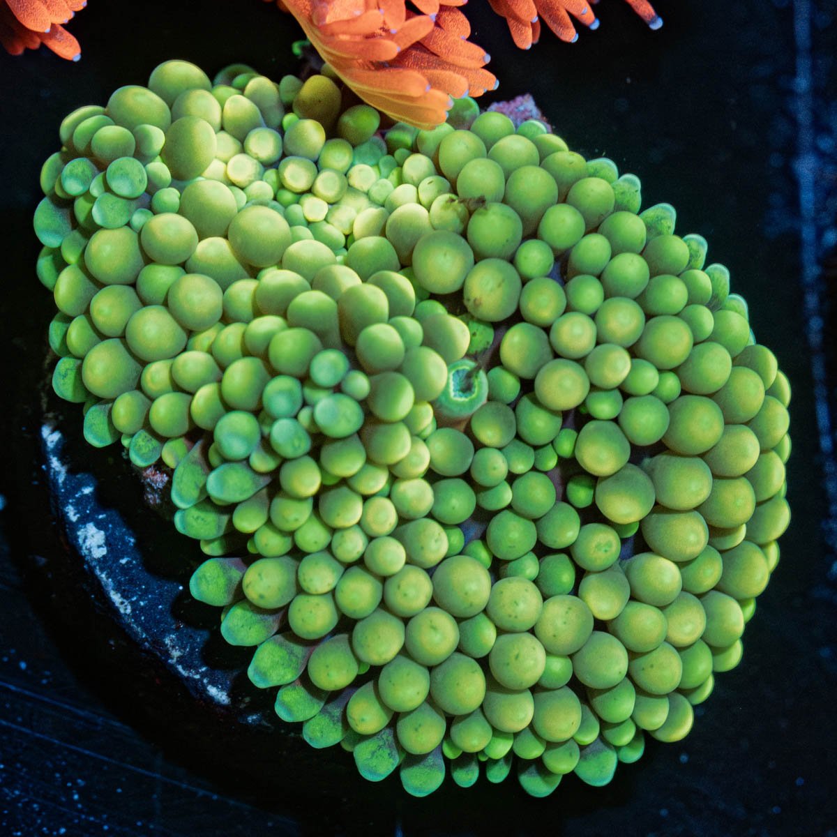 Green Ricordia Mushroom