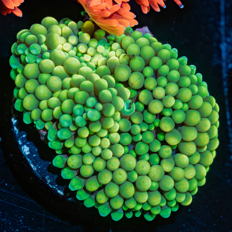 Green Ricordia Mushroom