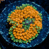 Orange Ricordea Mushroom