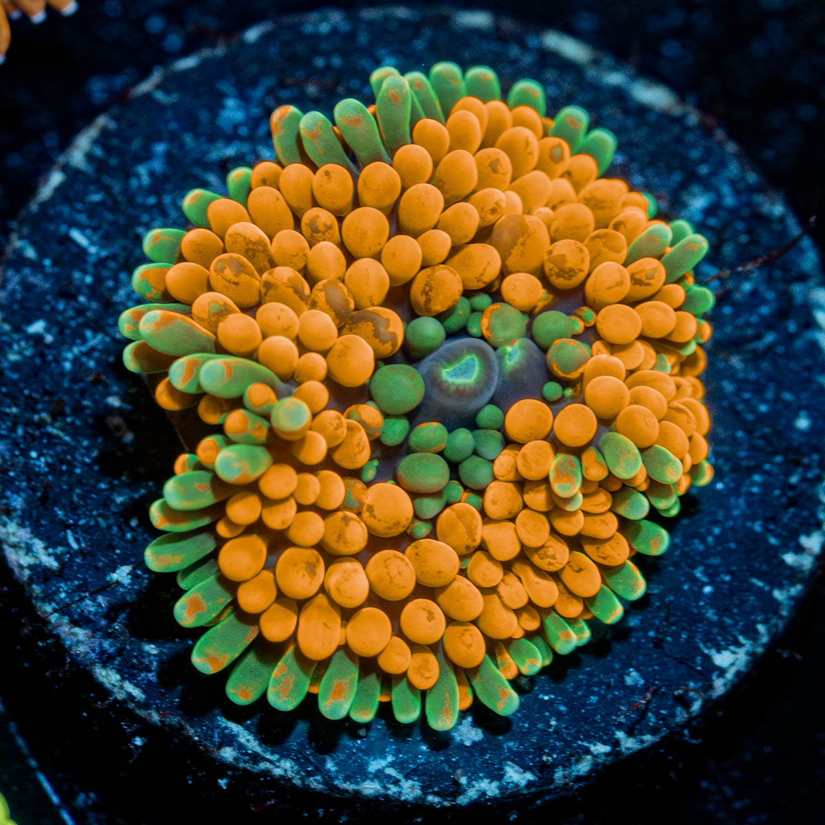 Orange Ricordea Mushroom