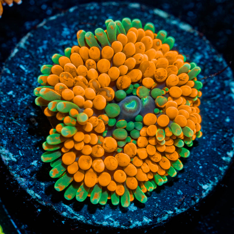 Orange Ricordea Mushroom