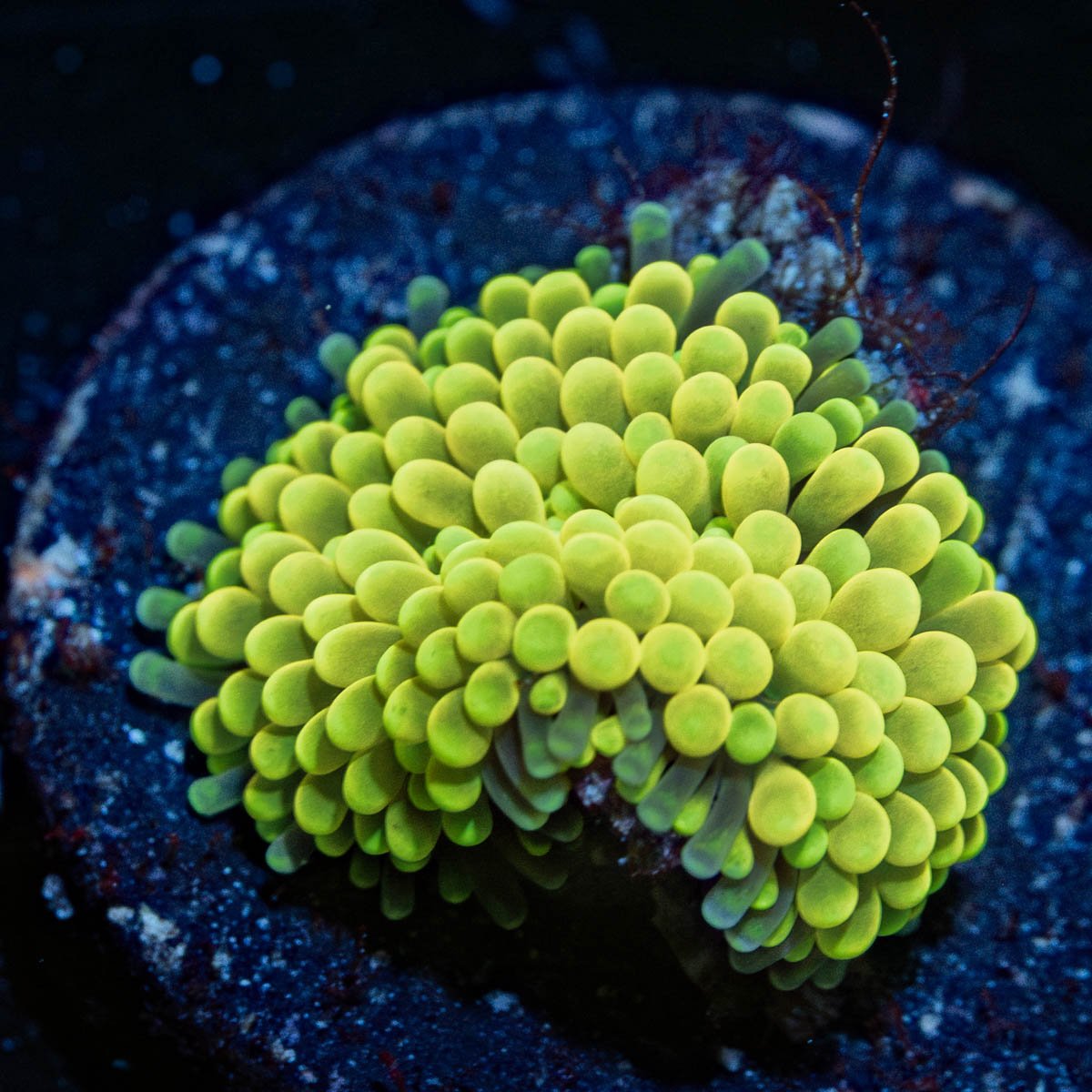 Yellow Ricordia Mushroom - riptide aquaculture llc