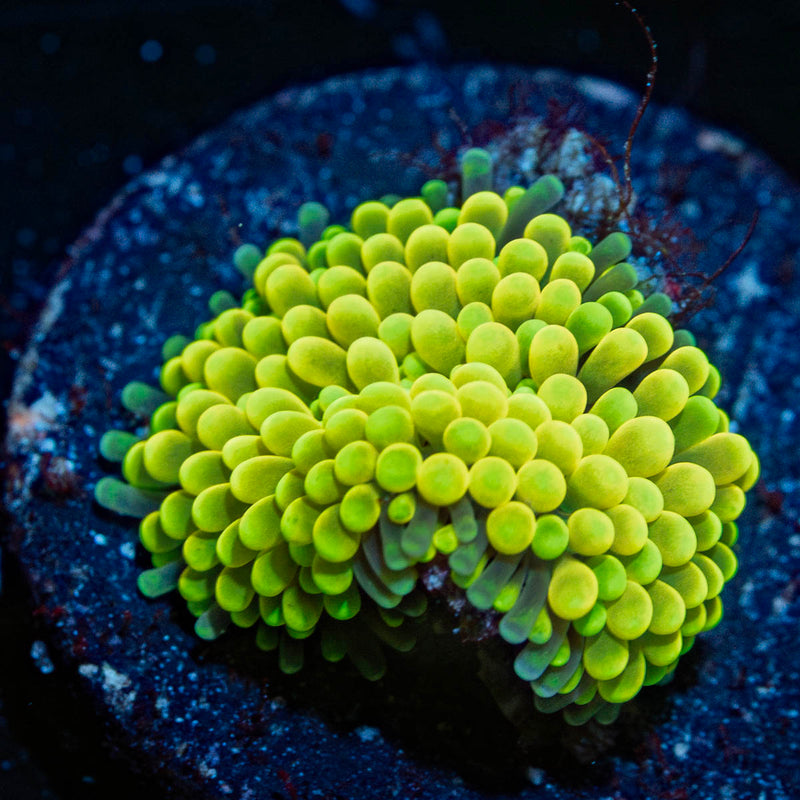 Yellow Ricordia Mushroom