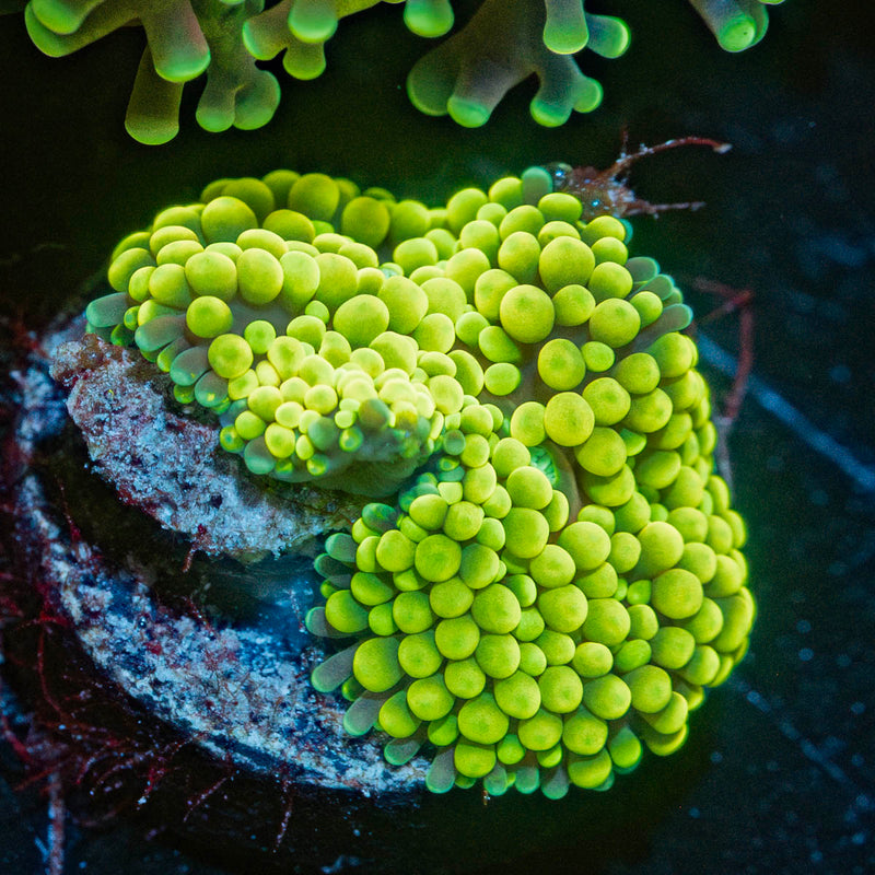 Yellow Ricordia Mushroom