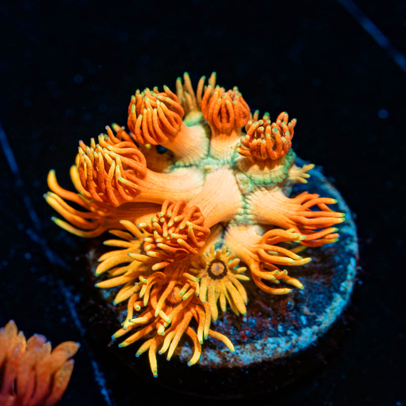 Lola Bunny Goniopora