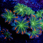 ARC Firework Cloves - riptide aquaculture llc