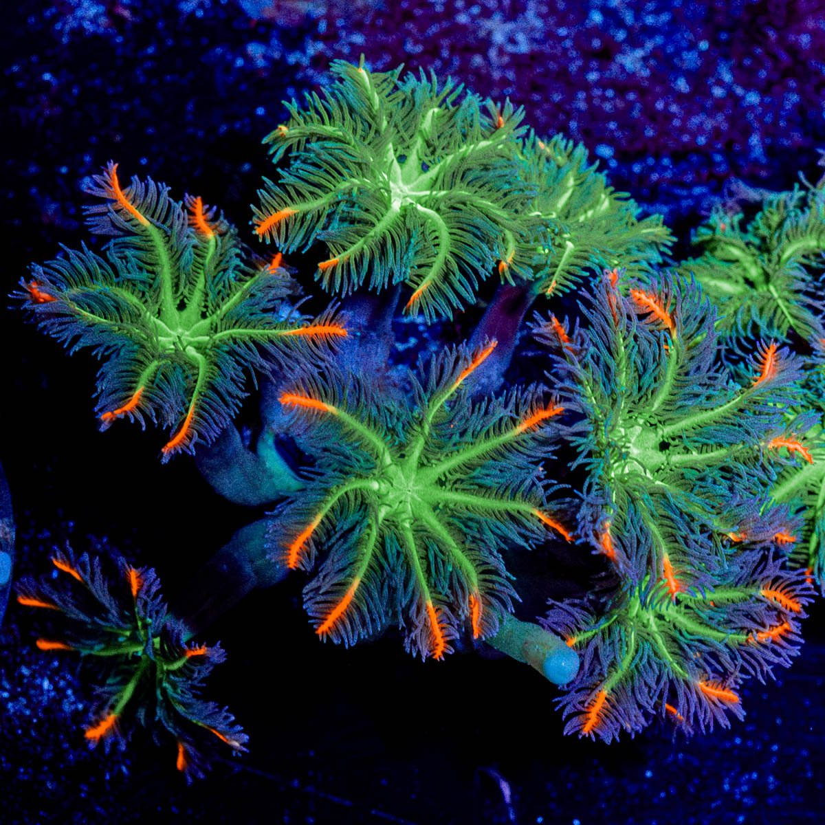 ARC Firework Cloves - riptide aquaculture llc