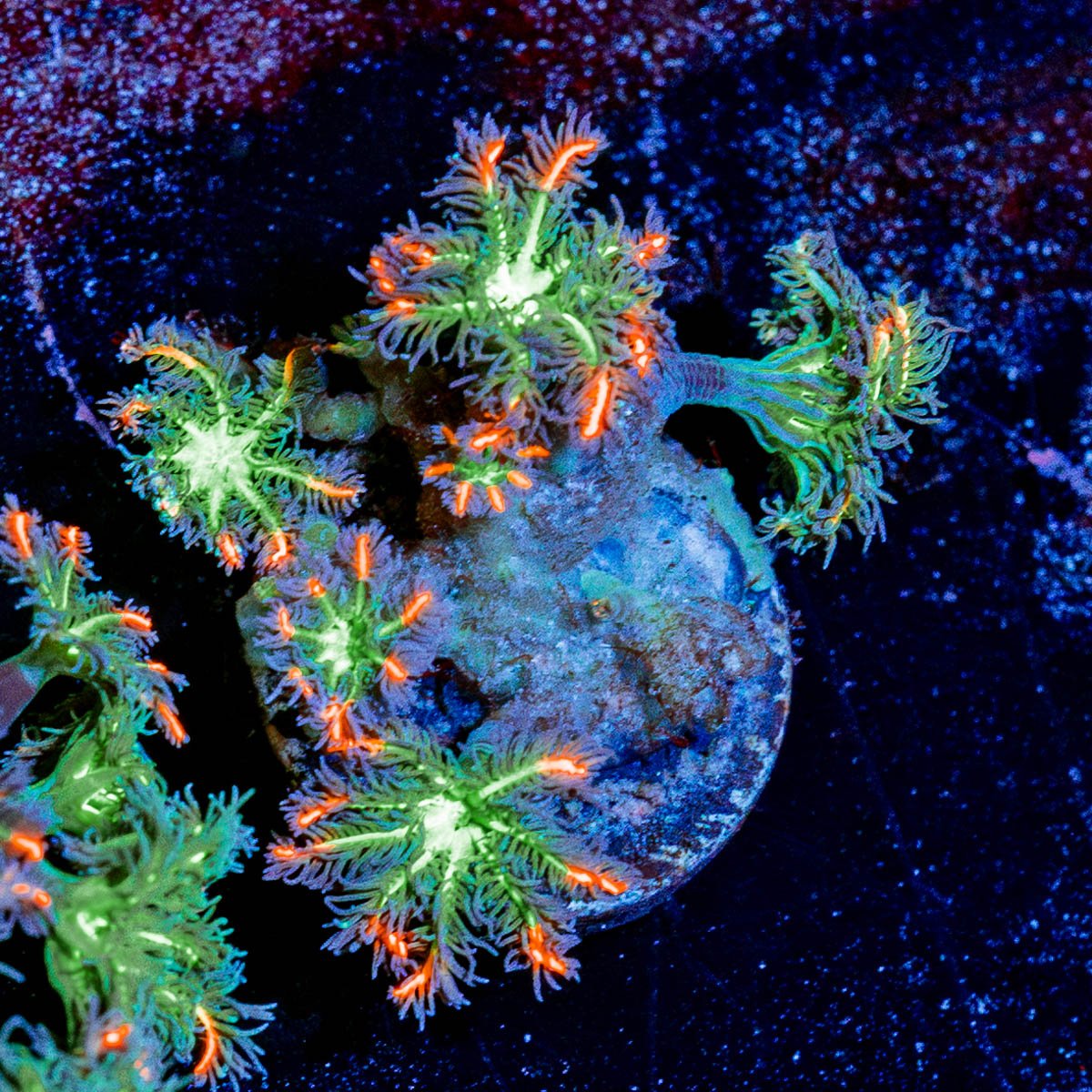 ARC Firework Cloves