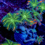 ARC Firework Cloves - riptide aquaculture llc