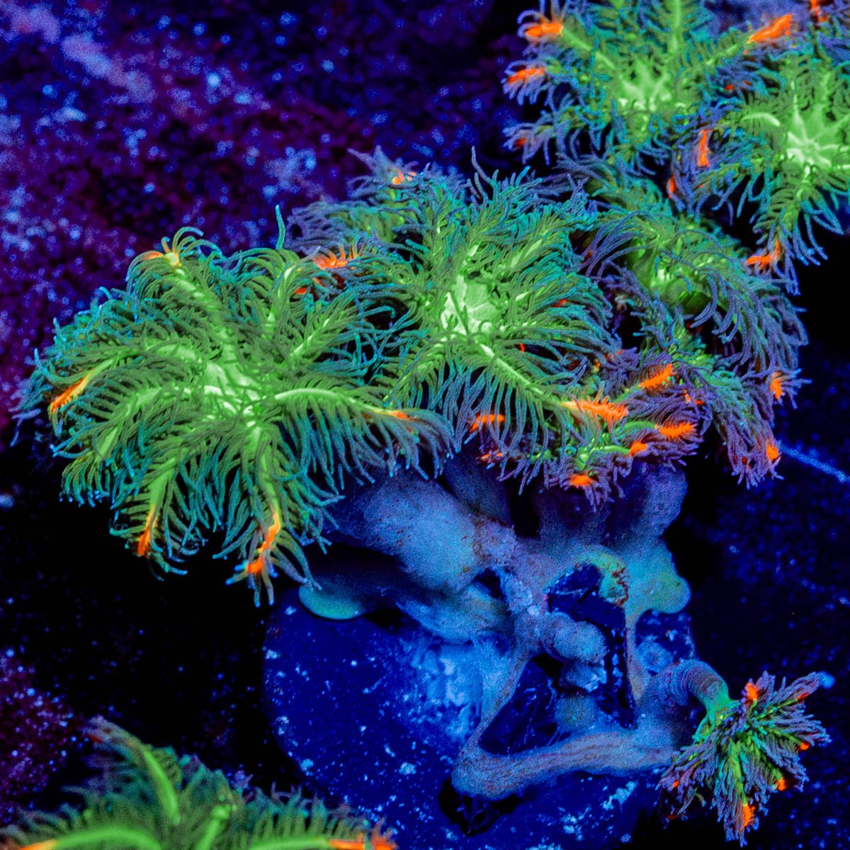 ARC Firework Cloves - riptide aquaculture llc