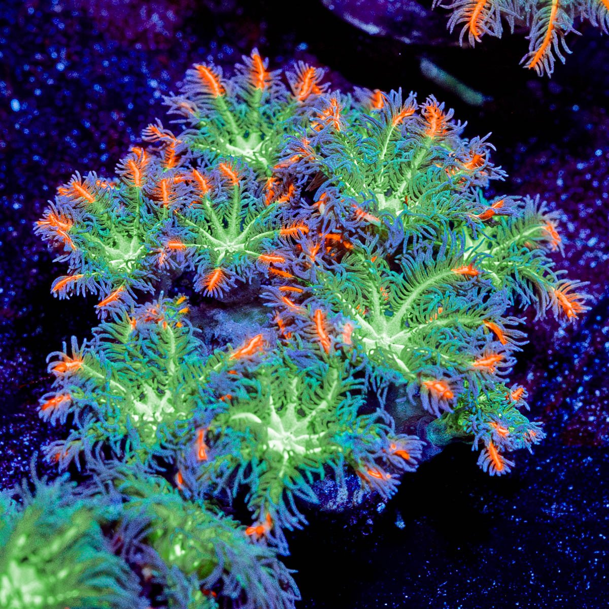 ARC Firework Cloves