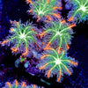 ARC Firework Cloves