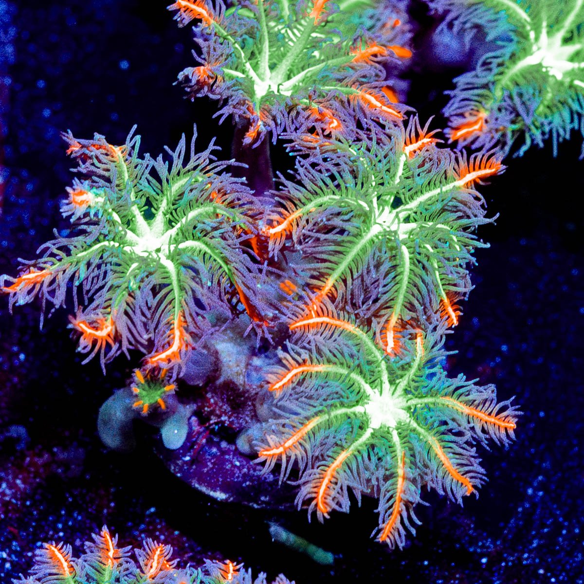 ARC Firework Cloves