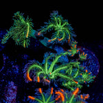 ARC Firework Cloves - riptide aquaculture llc
