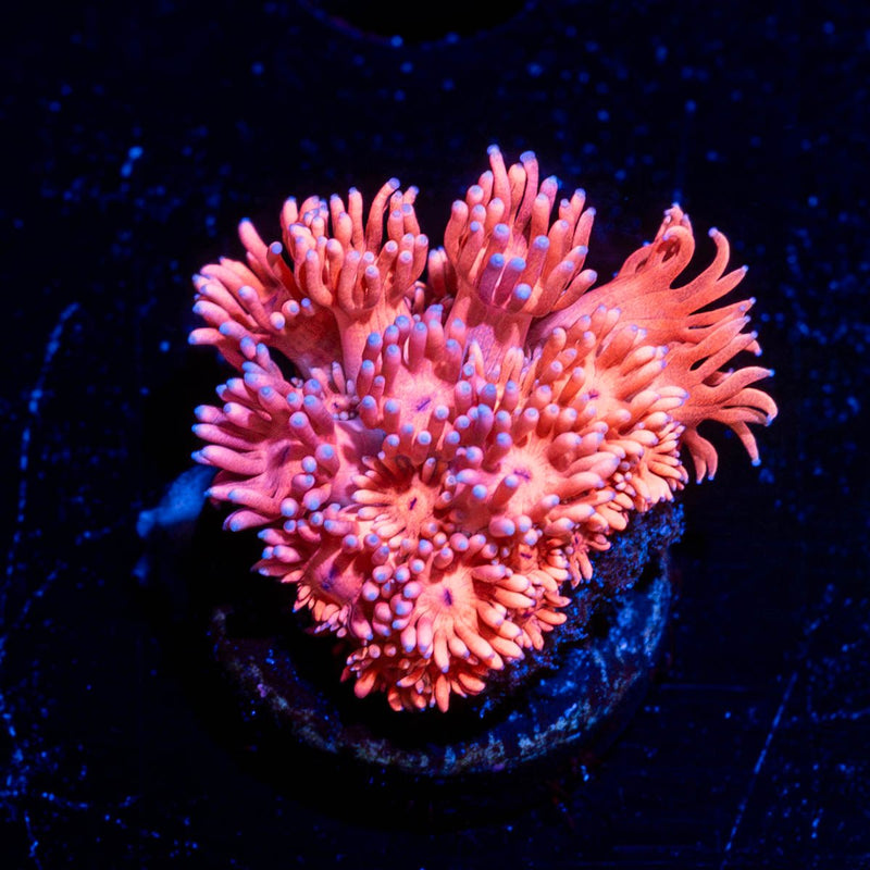 Pink Mamba Goniopora