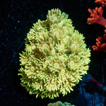 Tweety Bird Goniopora 