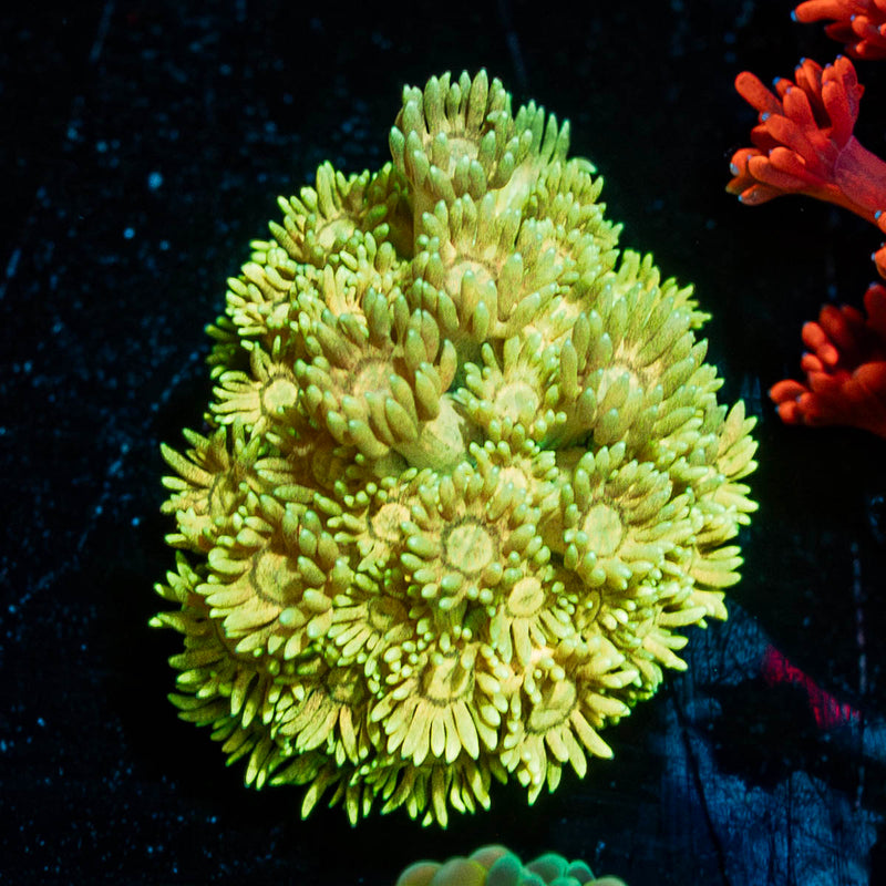 Tweety Bird Goniopora