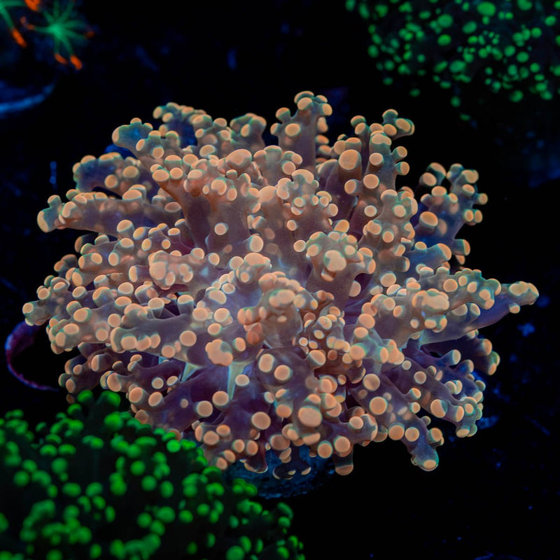Peach Frogspawn Euphyllia