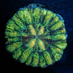 Green Button Scoly 