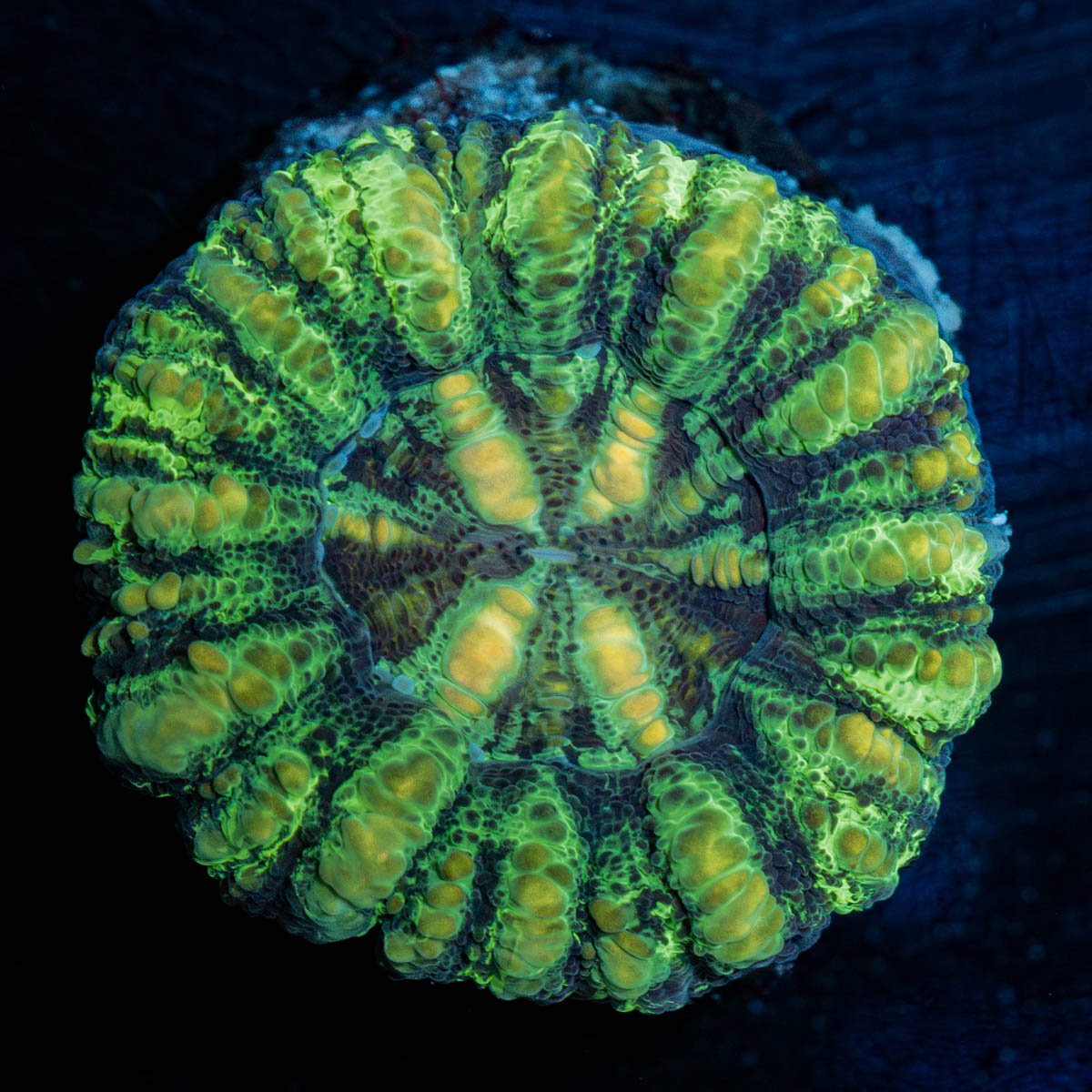 Green Button Scoly 