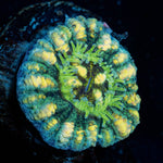 Green Button Scoly 