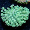 Green Toadstool leather 