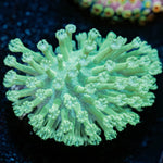 Green Toadstool leather 