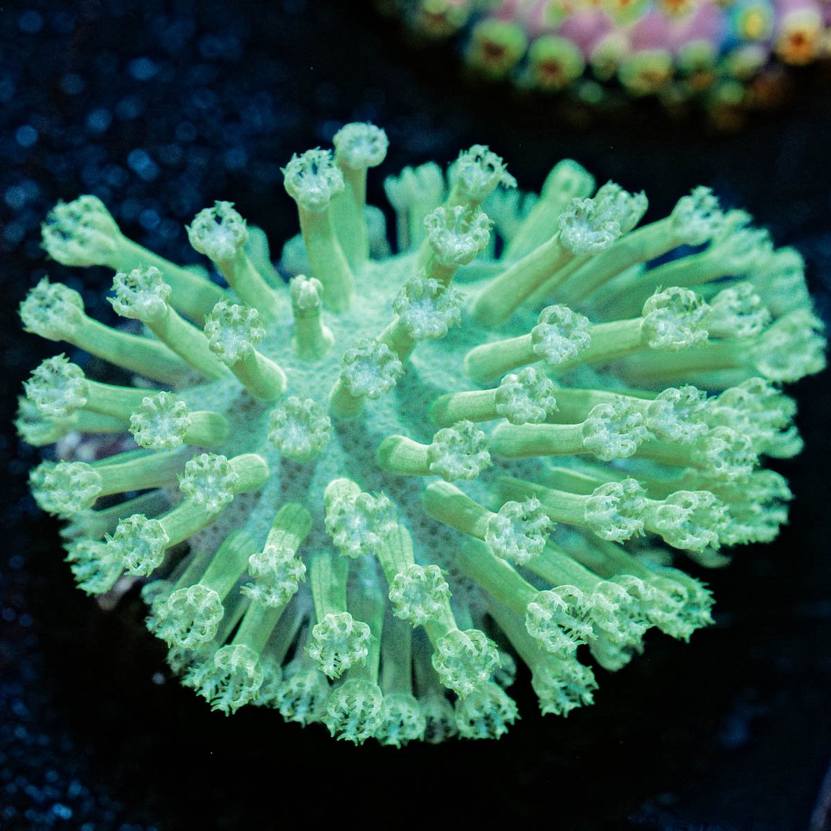 Green Toadstool leather 