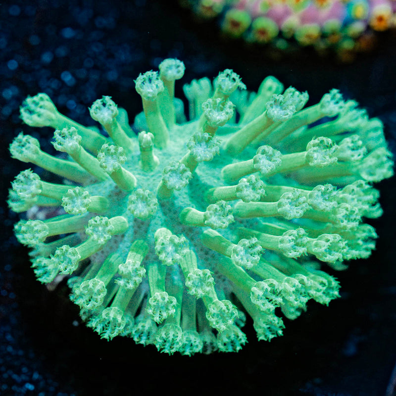 Green Toadstool leather