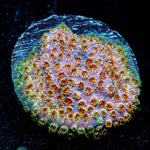 Skittles Bomb Cyphastrea 