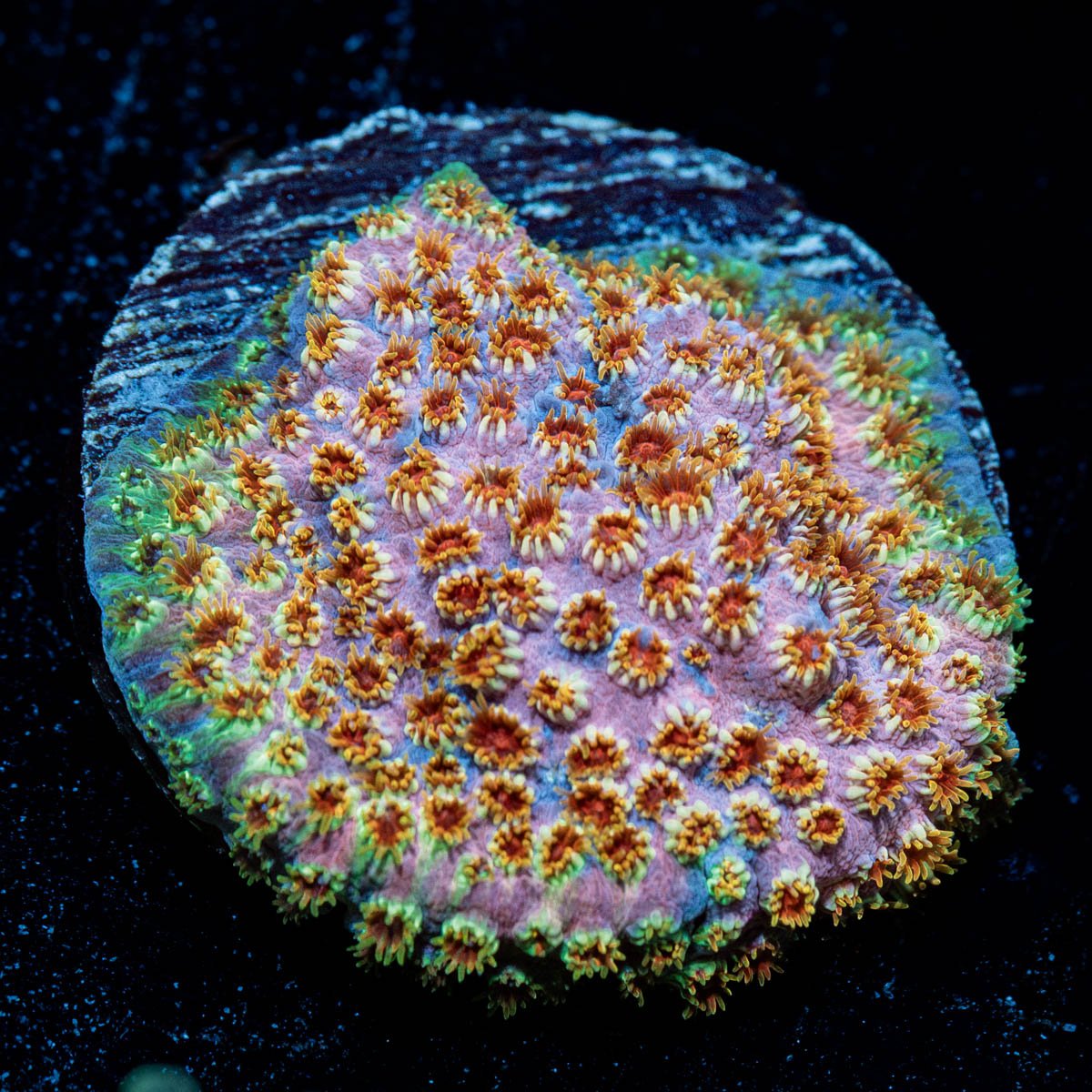 Skittles Bomb Cyphastrea 