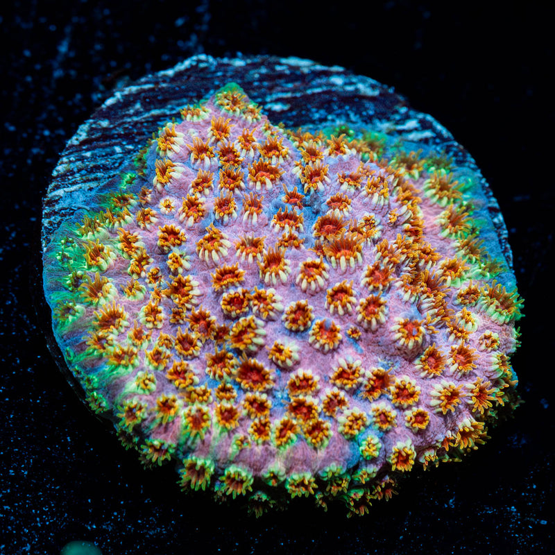 Skittles Bomb Cyphastrea