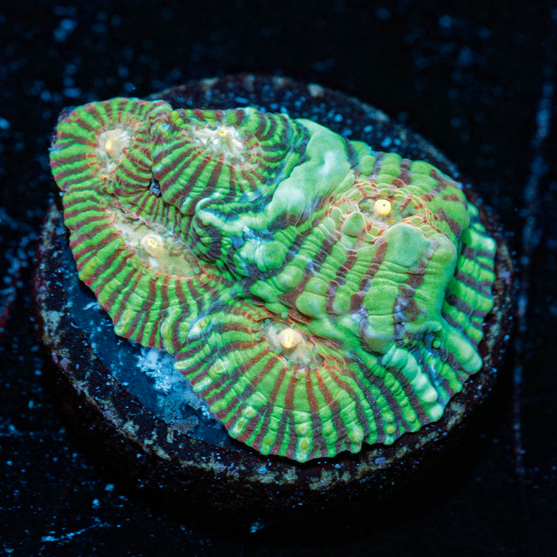 The Mask Convince Chalice