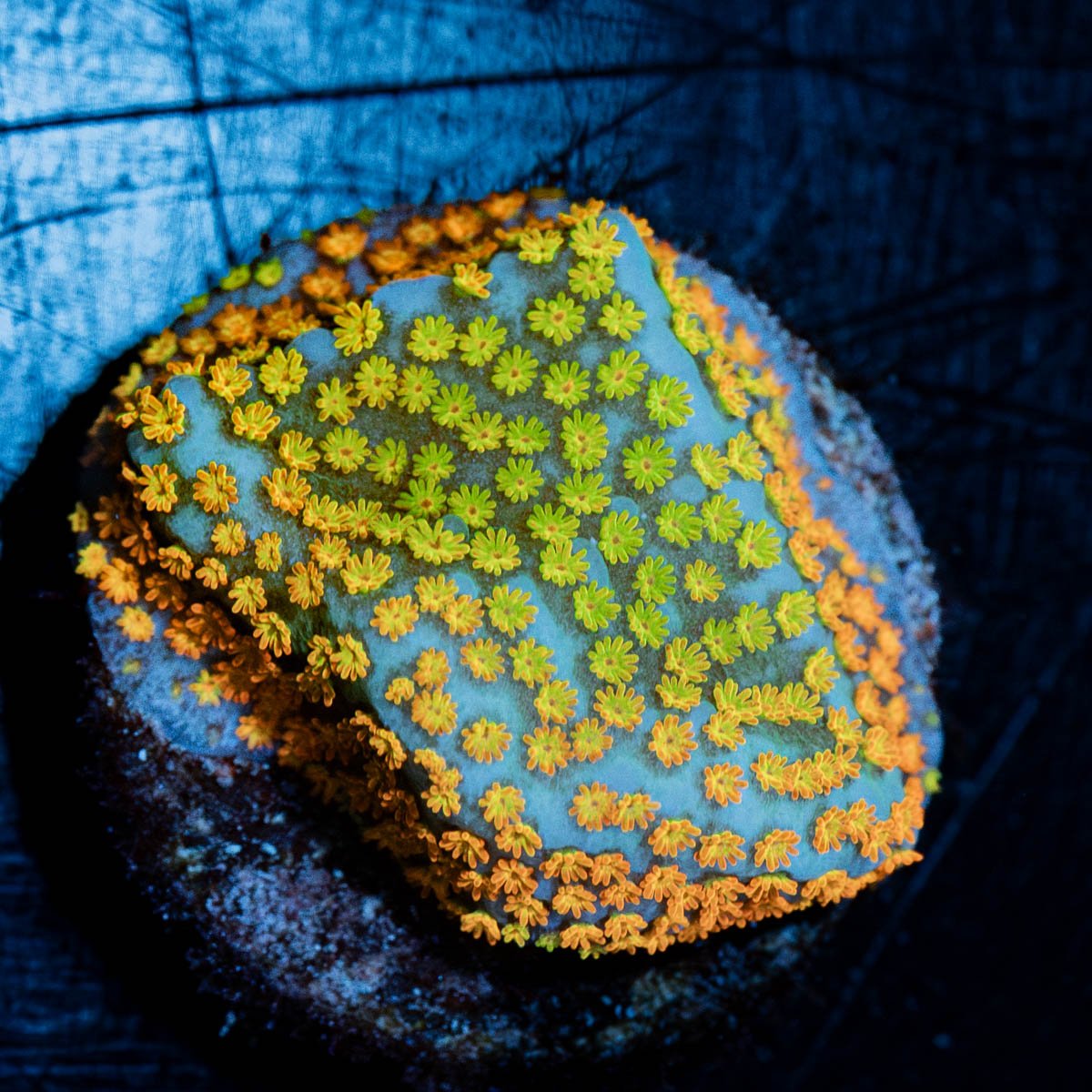 Frutti Pebbles Montipora 