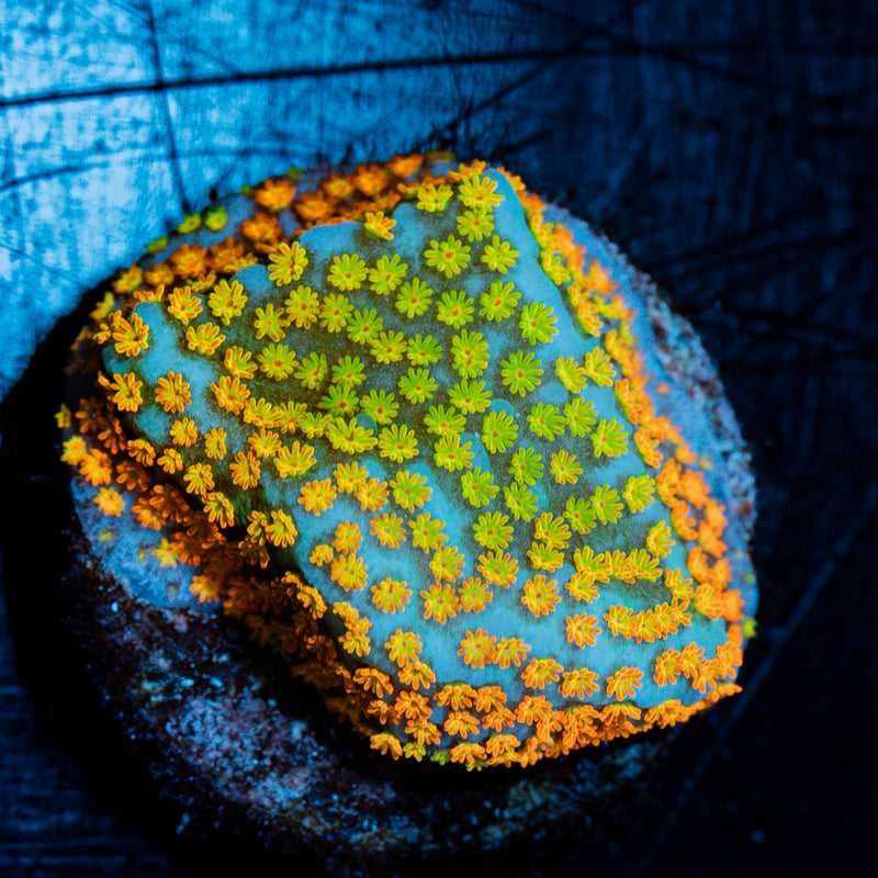 Frutti Pebbles Montipora