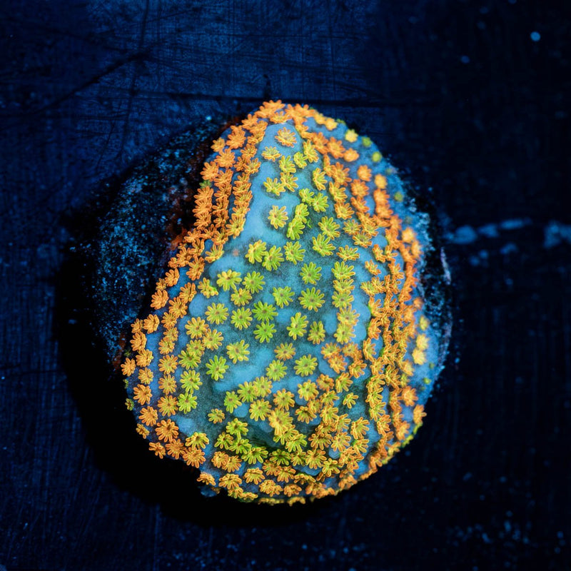 Frutti Pebbles Montipora