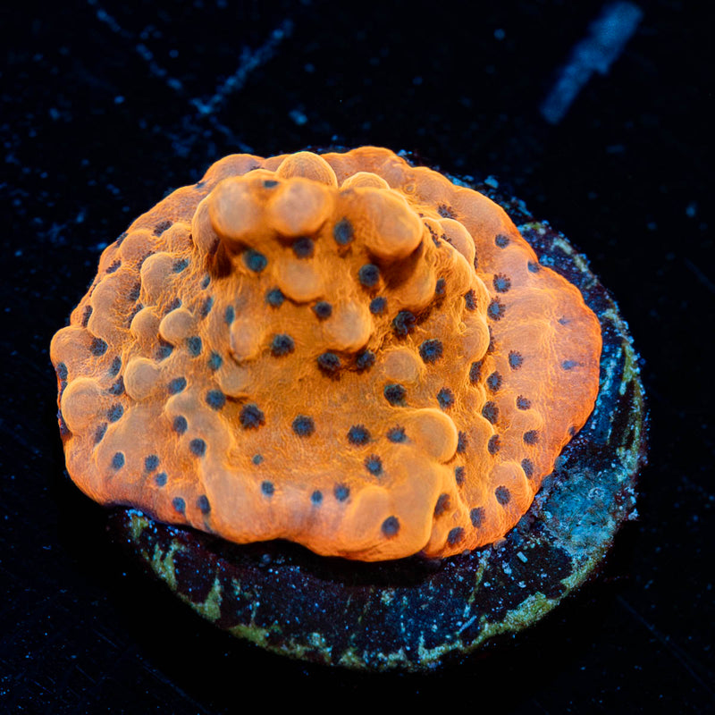 WWC Quicksand Montipora