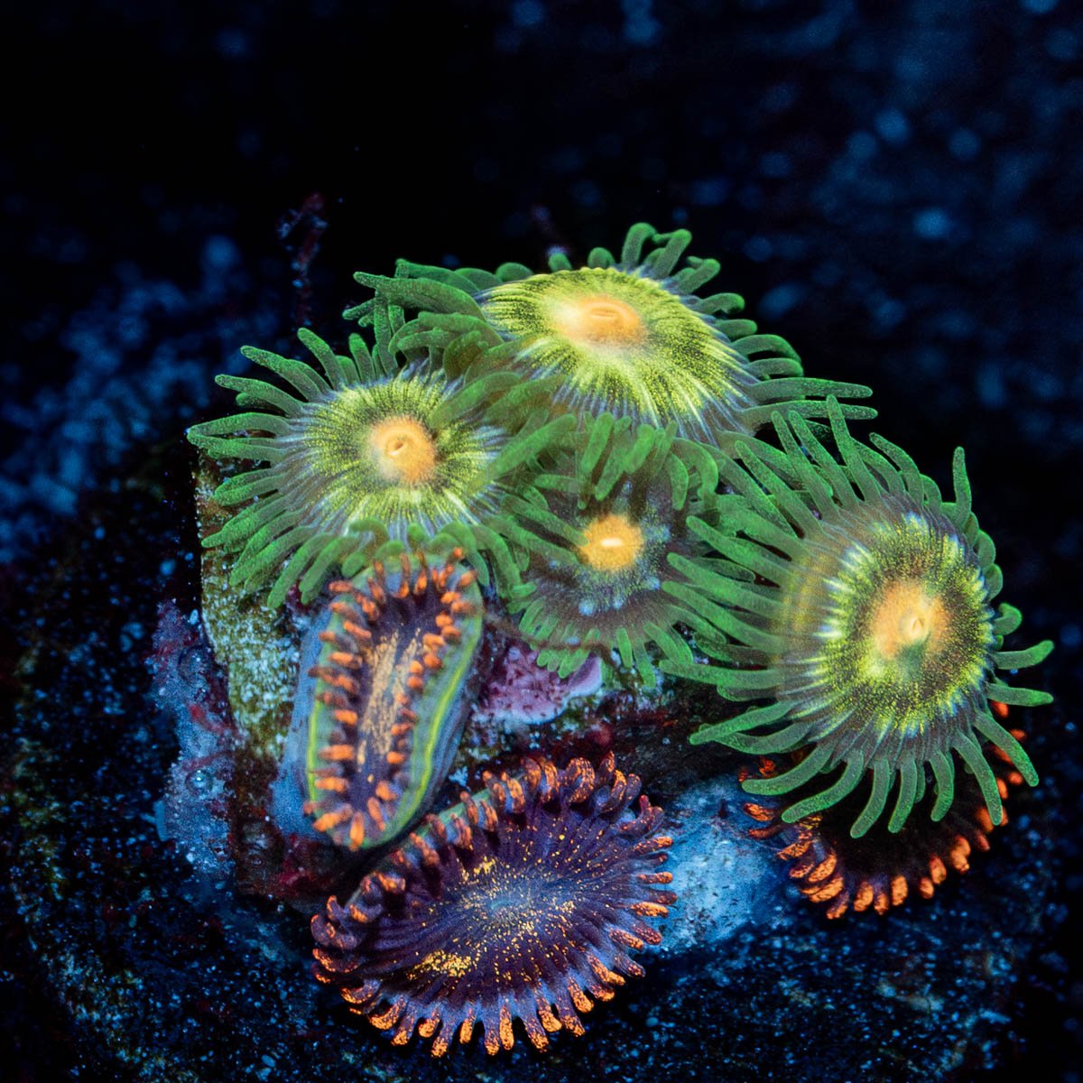 Daisy Cutters Zoanthid 